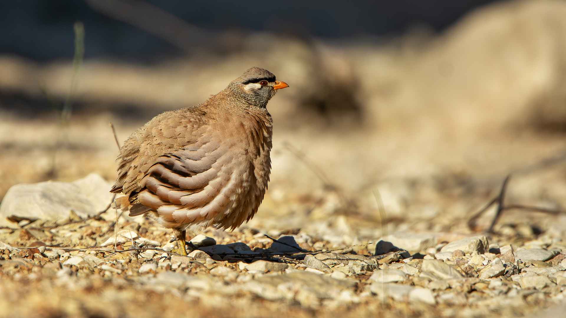 See-see Partridge